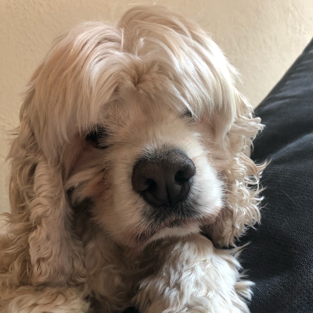 Meet your Posher, Elliot